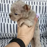 Elio - Cleft Palate, a male English Bulldog for sale in Spencerport, NY – Photo 2 of 10