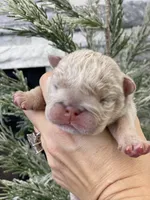 Elio - Cleft Palate, a male English Bulldog for sale in Spencerport, NY – Photo 3 of 9
