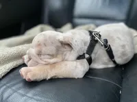 Elio - Cleft Palate, a male English Bulldog for sale in Spencerport, NY – 8 of 10