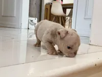 Elio - Cleft Palate, a male English Bulldog for sale in Spencerport, NY – Photo 10 of 10