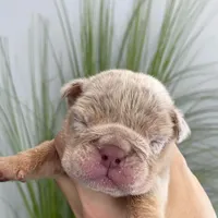 Elio - Cleft Palate, a male English Bulldog for sale in Spencerport, NY – Photo 3 of 10