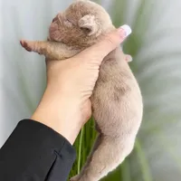 Elio - Cleft Palate, a male English Bulldog for sale in Spencerport, NY – Photo 8 of 10