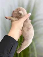 Elio - Cleft Palate, a male English Bulldog for sale in Spencerport, NY – Photo 6 of 9