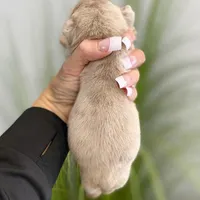 Elio - Cleft Palate, a male English Bulldog for sale in Spencerport, NY – Photo 6 of 10