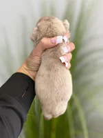 Elio - Cleft Palate, a male English Bulldog for sale in Spencerport, NY – Photo 7 of 9