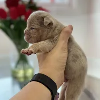 Elio - Cleft Palate, a male English Bulldog for sale in Spencerport, NY – Photo 7 of 10