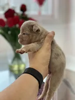 Elio - Cleft Palate, a male English Bulldog for sale in Spencerport, NY – Photo 8 of 9