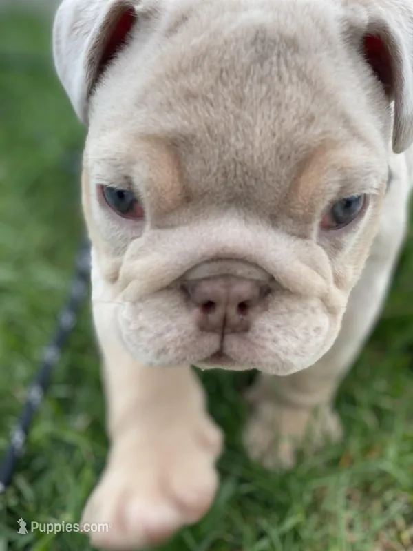 Elio - Cleft Palate – English Bulldog puppy for sale in Spencerport, NY