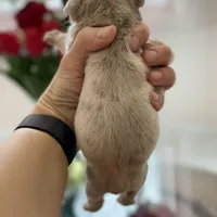 Elio - Cleft Palate, a male English Bulldog for sale in Spencerport, NY – Photo 9 of 10