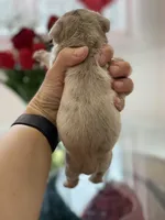 Elio - Cleft Palate, a male English Bulldog for sale in Spencerport, NY – Photo 9 of 9
