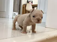 Elio - Cleft Palate, a male English Bulldog for sale in Spencerport, NY – Photo 1 of 10