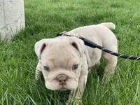 Elio - Cleft Palate, a male English Bulldog for sale in Spencerport, NY – 10 of 10