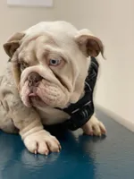 Daisy, a female English Bulldog for sale in Spencerport, NY – 4 of 6
