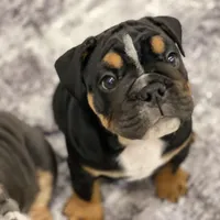 Sweetheart, a male English Bulldog for sale in Spencerport, NY – Photo 7 of 10