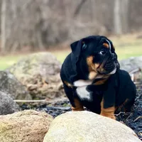 Sweetheart, a male English Bulldog for sale in Spencerport, NY – Photo 10 of 10