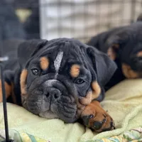 Sweetheart, a male English Bulldog for sale in Spencerport, NY – Photo 3 of 10