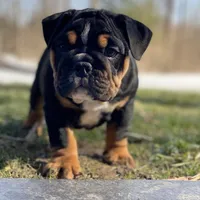 Sweetheart, a male English Bulldog for sale in Spencerport, NY – Photo 8 of 10