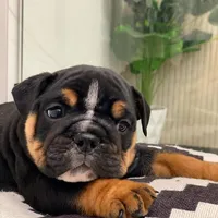 Sweetheart, a male English Bulldog for sale in Spencerport, NY – Photo 4 of 10