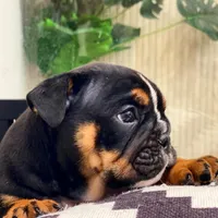 Sweetheart, a male English Bulldog for sale in Spencerport, NY – Photo 9 of 10