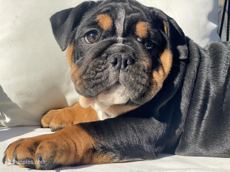 Sweetheart – English Bulldog puppy for sale in Spencerport, NY