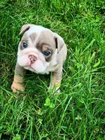 Dicku, a male English Bulldog for sale in Spencerport, NY – 4 of 4