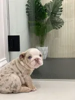 Eloise, a female English Bulldog for sale in Spencerport, NY – 5 of 5