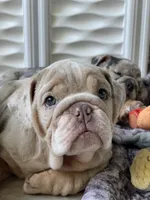 ENGRID, a female English Bulldog for sale in Spencerport, NY – 3 of 3