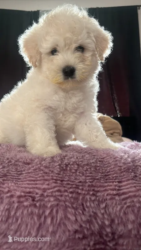 Pinky – Maltipoo puppy for sale in Ontario, CA