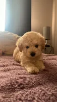 Pinky, a female Maltipoo for sale in Ontario, CA – 3 of 3