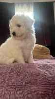 Pinky, a female Maltipoo for sale in Ontario, CA – 2 of 3