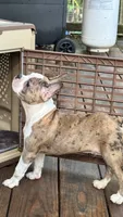 French Bulldog x Boston Terrier, a female Boston Terrier and French Bulldog for sale in Royston, GA – 3 of 4