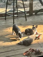 Frenchtons , a male Boston Terrier and French Bulldog for sale in Royston, GA – 2 of 3