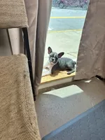 Trista star  , a female Boston Terrier and French Bulldog for sale in Royston, GA – 2 of 2