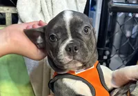 Frenchton Trista star  , a female Frenchton for sale in Royston, GA – 1 of 2