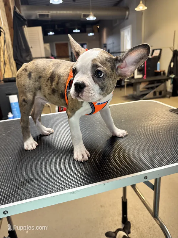 Frenchtons  – Boston Terrier, French Bulldog puppy for sale in Royston, GA