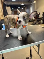 Frenchtons , a female Boston Terrier and French Bulldog for sale in Royston, GA – 2 of 2