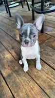 Sugar bean, a female Boston Terrier and French Bulldog for sale in Royston, GA – 1 of 1