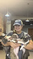 Rocky, a male Boston Terrier and French Bulldog for sale in Royston, GA – 1 of 2