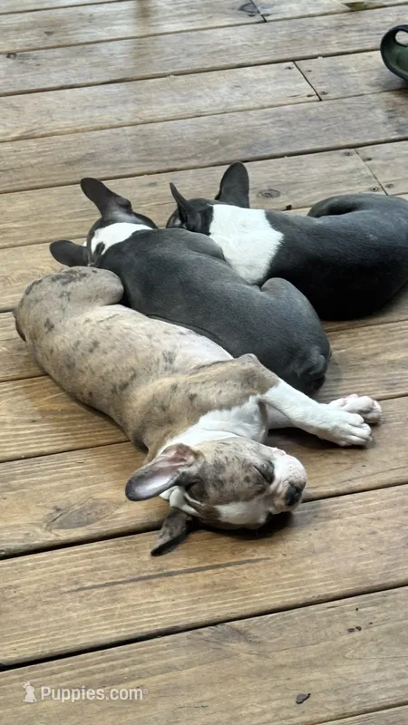 Frenchtons  – Boston Terrier, French Bulldog puppy for sale in Royston, GA