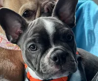 Frenchton Trista star  , a female Frenchton for sale in Royston, GA – 2 of 2
