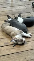 Rocky, a male Boston Terrier and French Bulldog for sale in Royston, GA – 2 of 2