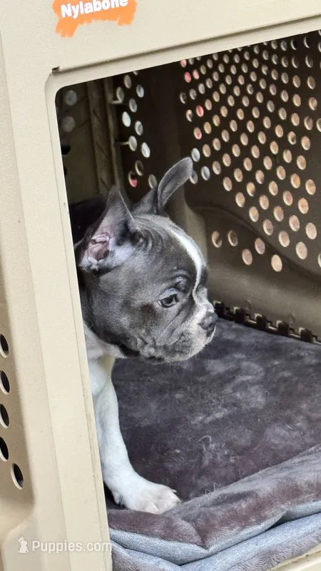 Trista star   – Boston Terrier, French Bulldog puppy for sale in Royston, GA