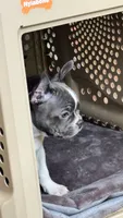 Trista star  , a female Boston Terrier and French Bulldog for sale in Royston, GA – 1 of 2