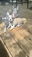 French Bulldog x Boston Terrier, a female Boston Terrier and French Bulldog for sale in Royston, GA – 2 of 4