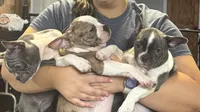 Stoney , a male Boston Terrier and French Bulldog for sale in Royston, GA – 2 of 2