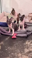 French Bulldog x Boston Terrier, a female Boston Terrier and French Bulldog for sale in Royston, GA – 4 of 4