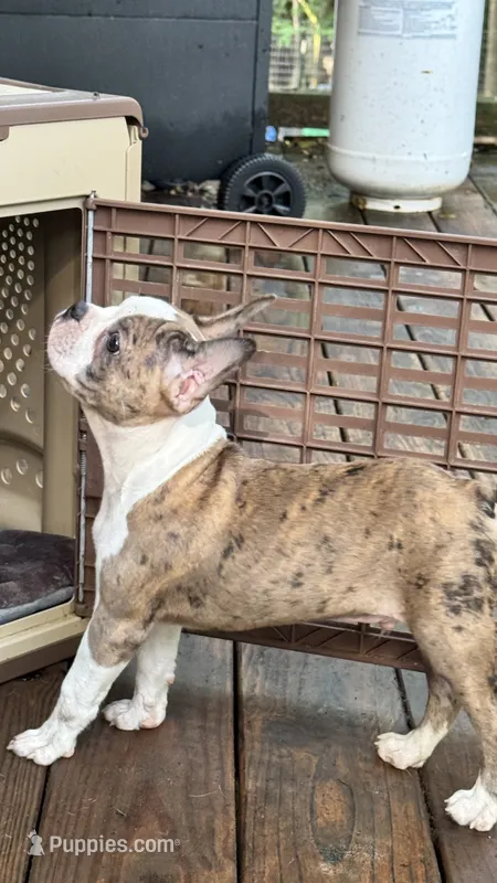 Stoney  – Boston Terrier, French Bulldog puppy for sale in Royston, GA