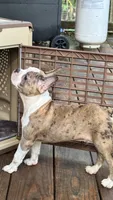 Stoney , a male Boston Terrier and French Bulldog for sale in Royston, GA – 1 of 1