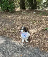 Chase, a male Dachshund for sale in Salemburg, NC – 2 of 2