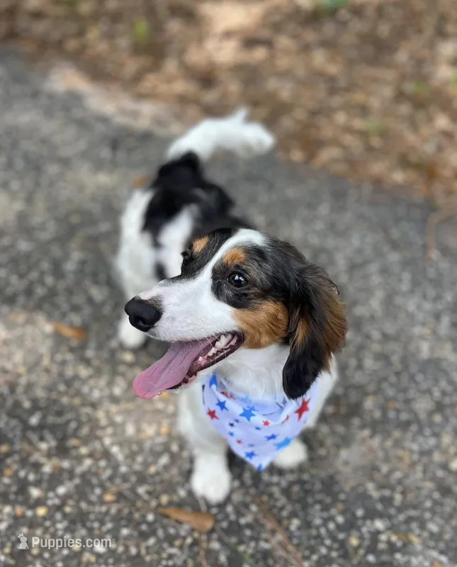 Chase – Dachshund puppy for sale in Salemburg, NC
